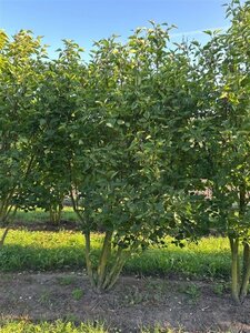 Syringa vulgaris 250-300 cm draadkluit meerstammig extra - afbeelding 3
