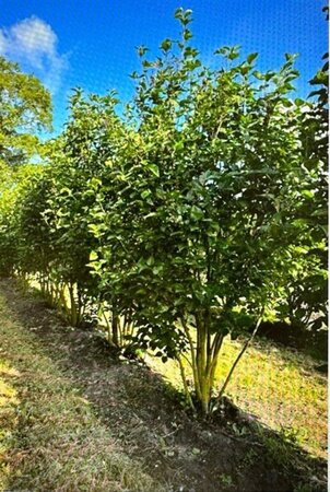 Syringa vulgaris 250-300 cm WRB multi-stem extra - image 1