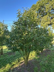 Syringa vulgaris 250-300 cm WRB multi-stem extra - image 2