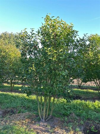 Syringa vulgaris 250-300 cm WRB multi-stem extra - image 4