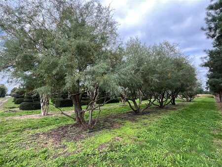 Tamarix africana 500-550 cm draadkluit meerstammig