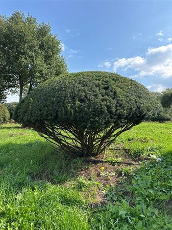 Taxus baccata 140-160 cm draadkluit meerstammig paraplu - afbeelding 1