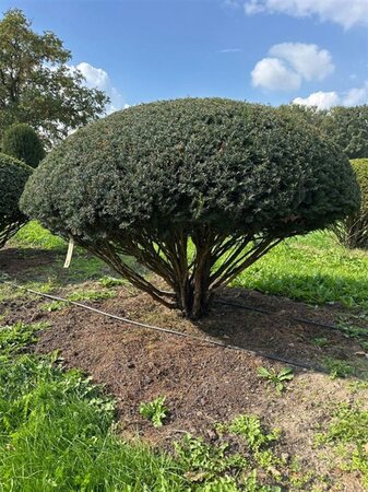 Taxus baccata 140-160 cm draadkluit meerstammig paraplu - afbeelding 2