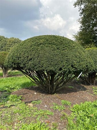 Taxus baccata 140-160 cm draadkluit meerstammig paraplu - afbeelding 3