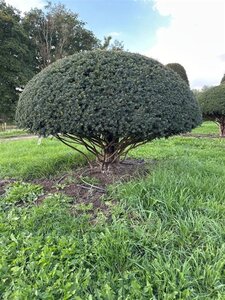 Taxus baccata 140-160 cm draadkluit meerstammig paraplu - afbeelding 4