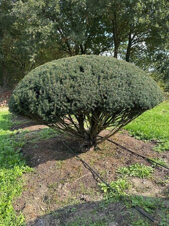 Taxus baccata 140-160 cm draadkluit meerstammig paraplu - afbeelding 5
