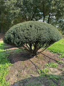 Taxus baccata 140-160 cm draadkluit meerstammig paraplu - afbeelding 5