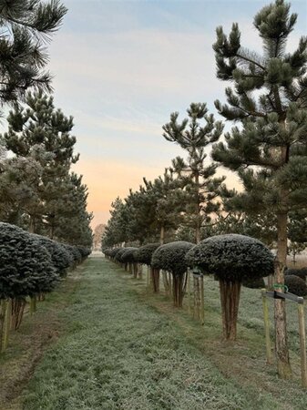 Taxus baccata 160-180 cm draadkluit meerstammig paraplu - afbeelding 1