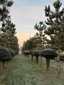 Taxus baccata 160-180 cm draadkluit meerstammig paraplu - afbeelding 1