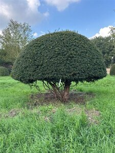 Taxus baccata 160-180 cm draadkluit meerstammig paraplu