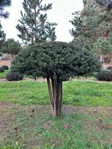 Taxus baccata 160-180 cm draadkluit meerstammig paraplu - afbeelding 2