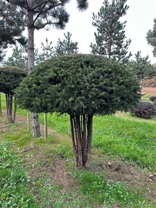 Taxus baccata 160-180 cm draadkluit meerstammig paraplu - afbeelding 3