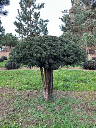 Taxus baccata 160-180 cm WRB multi-stem paraplu - image 9