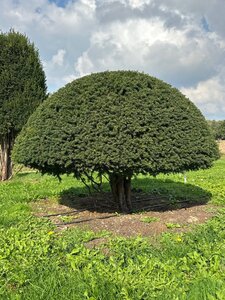 Taxus baccata 160-180 cm WRB multi-stem paraplu - image 8