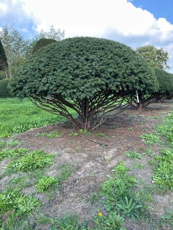 Taxus baccata 160-180 cm WRB multi-stem paraplu - image 7