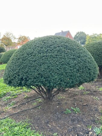 Taxus baccata 160-180 cm WRB multi-stem paraplu - image 5
