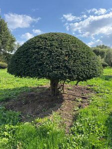Taxus baccata 160-180 cm WRB multi-stem paraplu - image 4