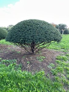 Taxus baccata 160-180 cm WRB multi-stem paraplu - image 3