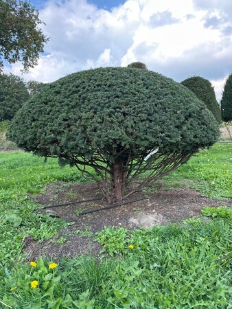 Taxus baccata 160-180 cm WRB multi-stem paraplu - image 2