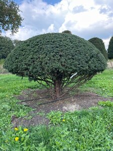 Taxus baccata 160-180 cm WRB multi-stem paraplu - image 2