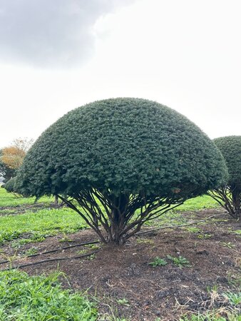 Taxus baccata 160-180 cm WRB multi-stem paraplu - image 11