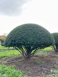 Taxus baccata 160-180 cm WRB multi-stem paraplu - image 11