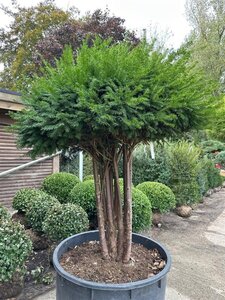 Taxus baccata 175-200 cm container multi-stem paraplu