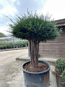 Taxus baccata 175-200 cm container multi-stem paraplu - image 2