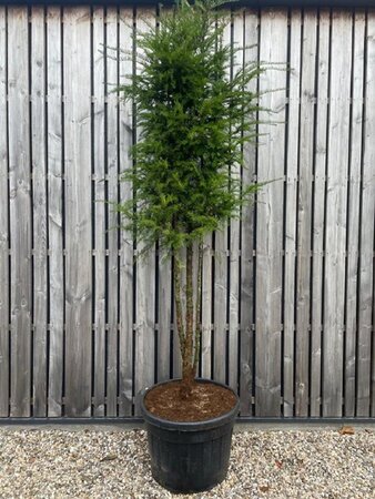 Taxus baccata 200-225 cm cont. 110L meerstammig - afbeelding 1