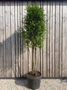 Taxus baccata 200-225 cm cont. 110L meerstammig - afbeelding 2