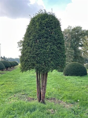Taxus baccata 300-350 cm draadkluit meerstammig bijenkorf