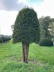 Taxus baccata 300-350 cm draadkluit meerstammig bijenkorf
