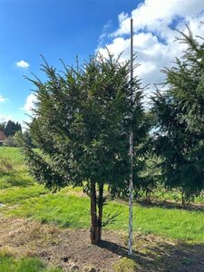 Taxus baccata 300-350 cm draadkluit meerstammig - afbeelding 2