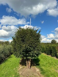 Taxus baccata 300-350 cm draadkluit meerstammig - afbeelding 3