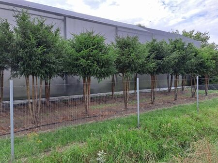 Taxus baccata 300-350 cm draadkluit meerstammig - afbeelding 1