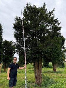 Taxus baccata 500-550 cm draadkluit meerstammig
