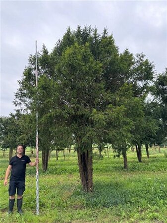 Taxus baccata 500-550 cm draadkluit meerstammig - afbeelding 2