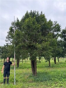 Taxus baccata 500-550 cm WRB multi-stem - image 2