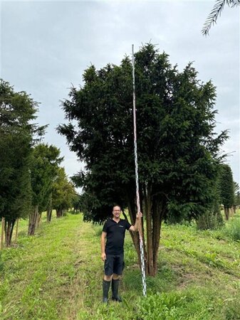 Taxus baccata 500-550 cm WRB multi-stem - image 3