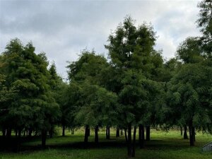 Taxodium distichum 800-900 cm draadkluit meerstammig - afbeelding 2