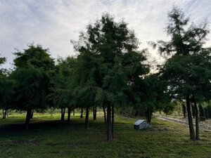 Taxodium distichum 800-900 cm draadkluit meerstammig - afbeelding 3