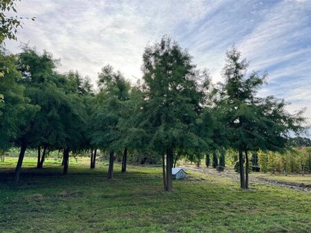 Taxodium distichum 800-900 cm draadkluit meerstammig - afbeelding 4