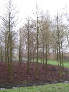 Taxodium distichum 800-900 cm WRB multi-stem - image 4