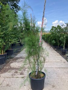 Tamarix gallica 200-225 cm cont. 90L meerstammig