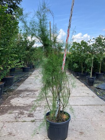 Tamarix gallica 200-225 cm cont. 90L multi-stem - image 2