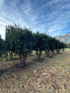 Taxus media 'Hicksii' 300-350 cm draadkluit meerstammig - afbeelding 1