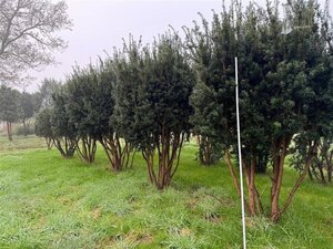 Taxus media 'Hicksii' 300-350 cm draadkluit meerstammig - afbeelding 2