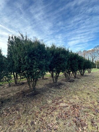 Taxus media 'Hicksii' 300-350 cm WRB multi-stem - image 1
