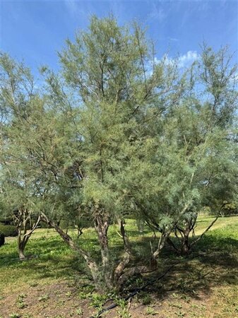 Tamarix pentranda 'Ramosissima' 500-550 cm draadkluit meerstammig - afbeelding 1