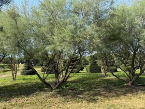 Tamarix pentranda 'Ramosissima' 500-550 cm draadkluit meerstammig - afbeelding 2